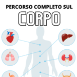 PERCORSO – scienze CL_5 -FEBBRAIO- l’apparato circolatorio, escretore e riproduttore